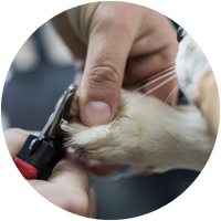 nagels knippen hond
